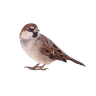 Sparrow