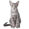 Korat