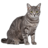 Nebelung