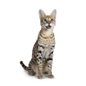 Savannah