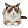 Snowshoe