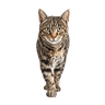 Tabby