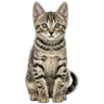 Tonkinese