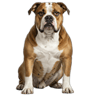 American Bulldog