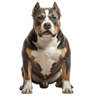 American Bully
