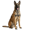 Belgian Malinois