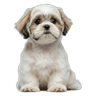 Maltese Shih Tzu