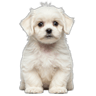 Maltipoo