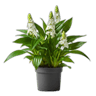 Plants & Flowers