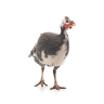 Guinea Fowls
