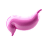 Digestive System Supplements